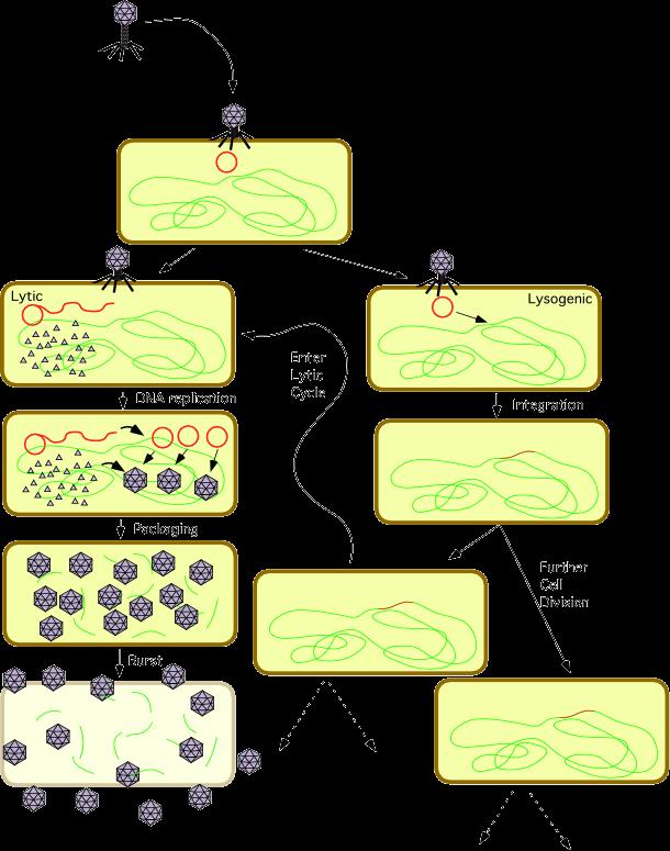 Bakteriofager Livssyklus for