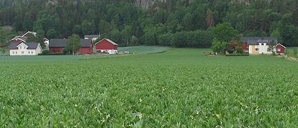 Nå 85 % norskandel (årsmøtevedtak) Arbeidsgruppe for økt norsk fôrandel Samarbeide gjennom en rekke prosjekter og tiltak Belyse virkemidler for økt norskandel i fôret og økonomiske og arealmessige