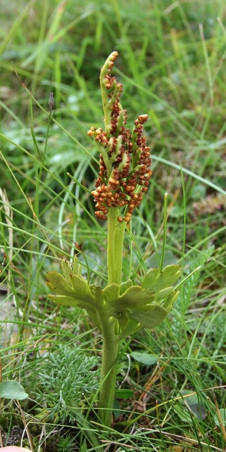 Fjellmarinøkkel (Botrychium boreale) frå Siemskvea.