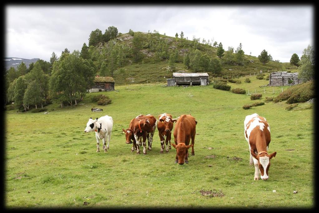 1 Innleiing I samband med ivaretaking av naturbeitemark inngår biologisk kartlegging for å ha oversyn over utvikling og trong for skjøtsel. Etter oppdrag frå Lesja kommune har NINA 8.-10.