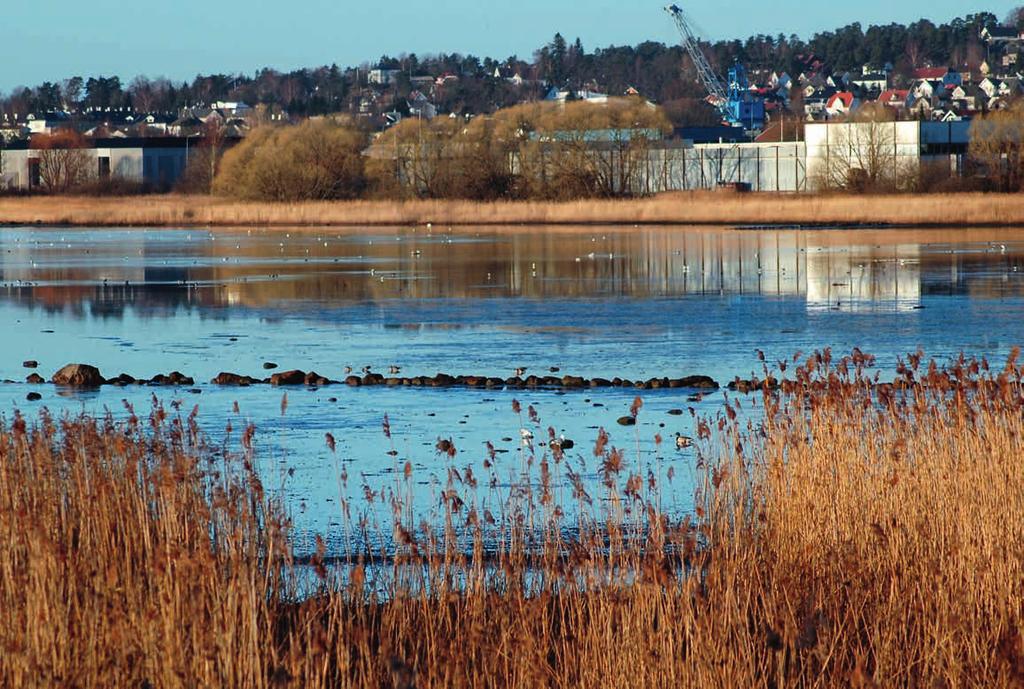 NØTTERØY Presterødkilen naturreservat Presterødkilen er et verneområde av internasjonalt format. Mer enn 260 fuglearter er observert i reservatet. FAKTA Naturreservatet ble opprettet i 1969.