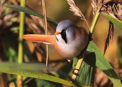 Naturreservatet fikk i 1985 status som Ramsarområde. Ramsarkonvensjonen er en internasjonal avtale om forvaltning av verdens viktigste våtmarksområder.