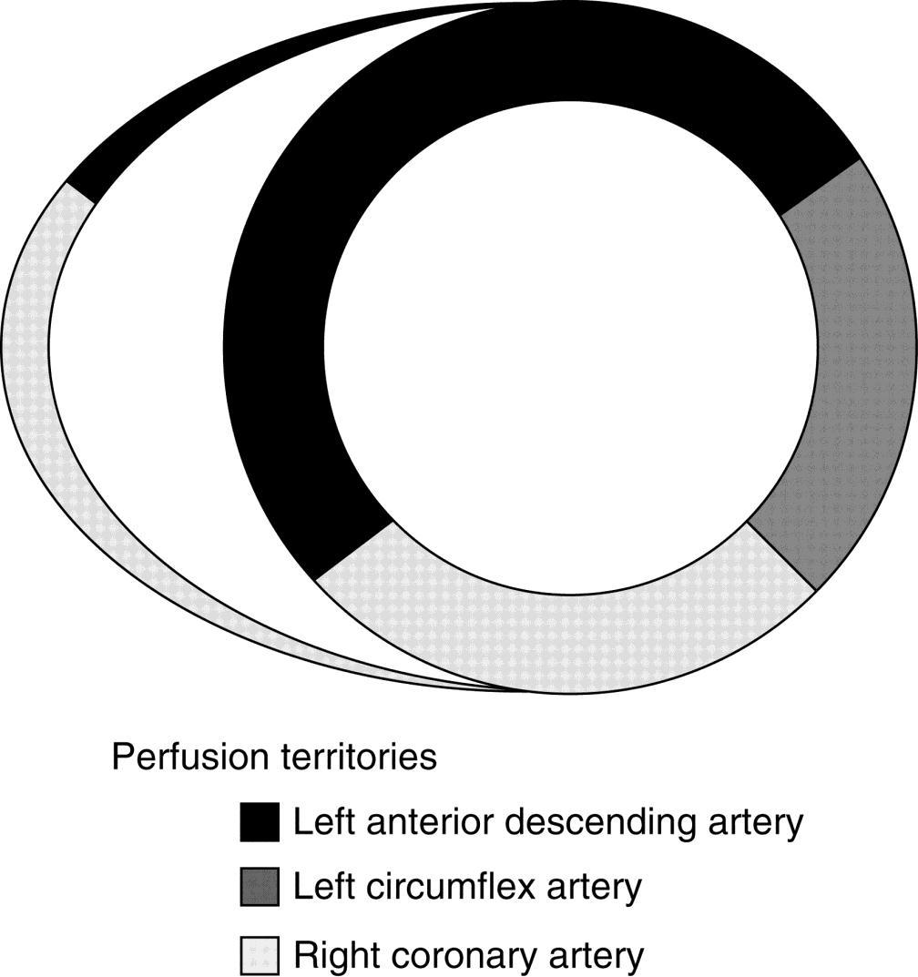 Koronar arterienes