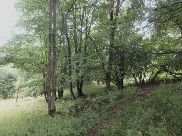 10. Aulestad-almehage Kommune: Gausdal Naturtype: Hagemark Delnaturtype: Rik hagemark med edellauvtrær Verdi for biologisk mangfold: Svært viktig - A UTM-referanse (32V): 568430 6788100 Kilde: