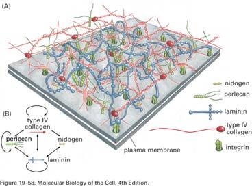 2 Oppgave 2: Synapse Kjemisk synapse mellom to neuroner: Aksjonspotensialet når axonterminalen og depolariserer