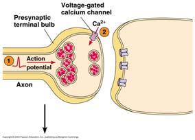 Vesiklene er festet til cytoskjelettet og beveger seg langs dette, frigjøres så fra cytoskjelettet og festes til et
