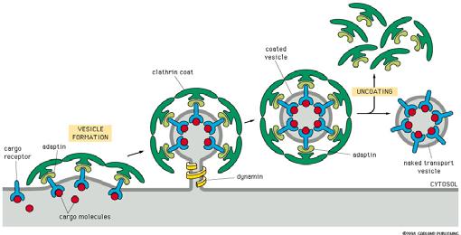 4 - Molekylene som skal transporteres bindes til sin reseptor i membranen på organellen.