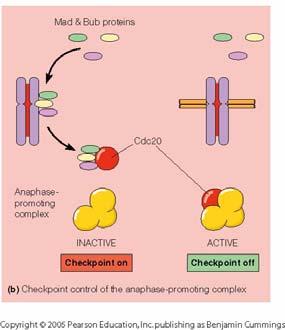 5 b) Anaphase can not start before the anaphase-promoting complex has been activated.