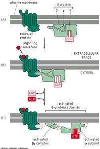 6 Target protein =fosfolipase C b) Konsentrasjonen av Ca2+ i cytosol øker Inosositol trifosfat er et