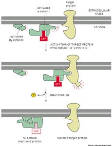 endoplasmatisk reticulum eventuelt andre organeller.