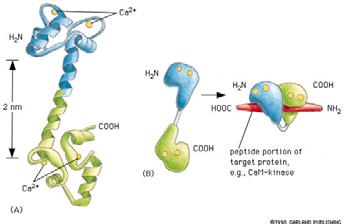i glatt muskelcelle Ca 2 + binder seg til Ca 2+ bindende proteiner.