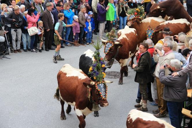 7 Dag 7 Almabtrieb (F, M) Dyrene tas ned fra fjellet og føres gjennom Dorfen med store festligheter. Hele området er på bena, det er nemlig fest!