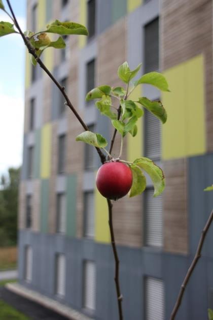 Alle skal bo godt og trygt Grunnlån til boligsosiale formål Ved grunnlån til utleieboliger til boligsosiale formål skal det unngås at boligene får et institusjonsliknende preg, og dette prinsippet