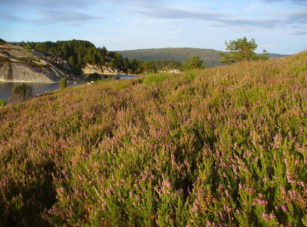 Område 3. Store Eldøy 1222-15 og 16. Store Eldøy er på 800 daa med ope kystlynghei. Her er fuktige myrområder og tørre lyngområder mellom berg i dagen.