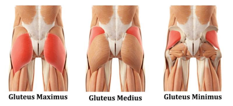 GLUTEUS 3