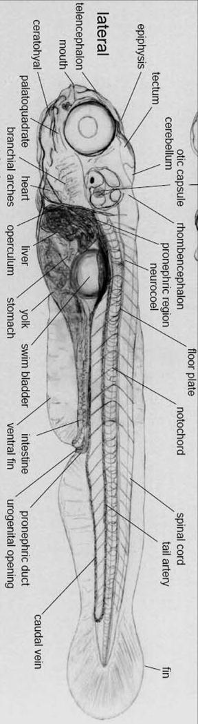 model for human