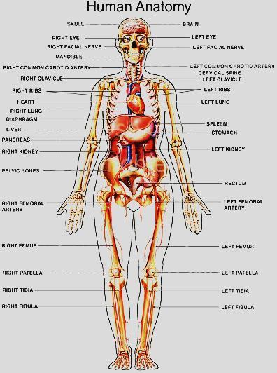 Most human organ system