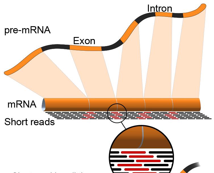 RNA sekvensering (RNASeq) Antall RNASeq sekvenser