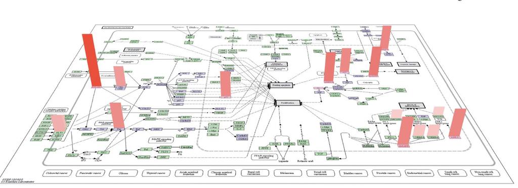 Fulle kunnskapsgapet Genometsstruktur DNA DNA sekvensering