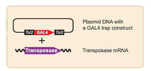 GFP plasmids and