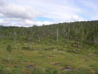 Bilder fra området Brekka-Tromselva Oversikt over øvre del av kjerneomr. 3 N for Tromselva (grenser mot kraftlinja i V).