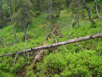 Skogen er til dels ganske tørr og gammel med spredt innslag