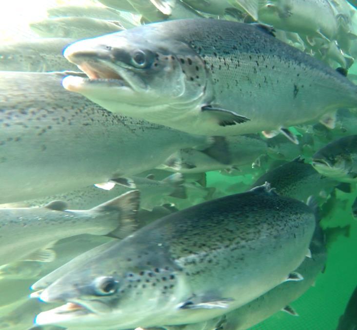 Risikoindikatorer i havbruk i dag Rapportering av rømt oppdrettsfisk Telling av
