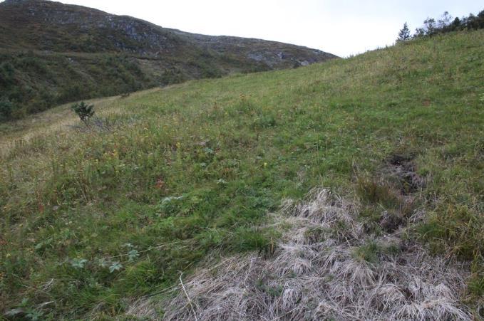 Fjerna gras og renningar blei lagt i deponi omtrent nede ved den tørre bjørka ved enden av steingarden.