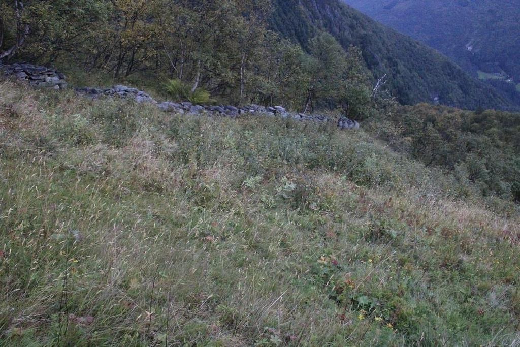 Kanten som står igjen mot steingarden bør ryddast, så ein får fram samanhengen mellom slåttemarka og steingarden fullt ut.