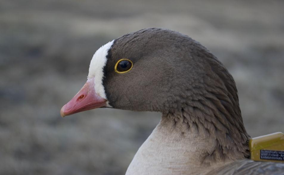 4 og 5 Forvaltningsmål for naturtyper og arter Mål om at mangfoldet av naturtyper samt artene og deres genetiske mangfold ivaretas på lang sikt Forvaltningsmålene