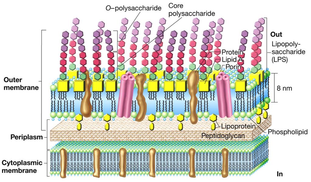 1.4 Yttermembran i gram negative bakterier Celleveggen i gram negative bakterier består av to membraner; innermembranen og yttermembranen (figur 1.4).