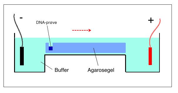 2.6 Agarose gelelektroforese Agarose gelelektroforese er en metode som benyttes for å separere DNA-fragmenter etter størrelse. Agarose er et nøytralt, lineært polysakkarid som kan utvinnes fra alger.