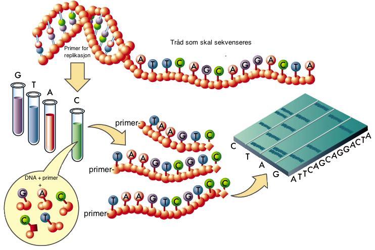 2.11 Sekvensering DNA-sekvensering er et samlebegrep for flere metoder, hvor nukleotidsekvensen av et DNA-molekyl blir bestemt.