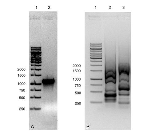 3.2.1 Isolering av arsf Ved bruk av PCR ble arsf isolert og amplifisert fra A. vinelandii ATCC 12518 som to overlappende fragmenter, disse ble kalt arsfa og arsfb.