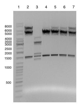 arsfa ikke ble mutert ved PCR-amplifikasjon. Sekvenssammenstilling er vist i vedlegg D. Det nye plasmidet fikk navnet pmd101.