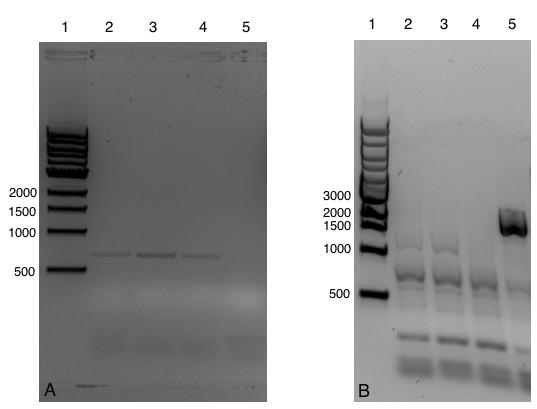 3.2.4 Inaktivering av arsf i A. vinelandii Mutanten A. vinelandiiδarsf ble dannet ved å transformere A. vinelandii ATCC 12518 med pmd107 (linearisert med BsaAI).