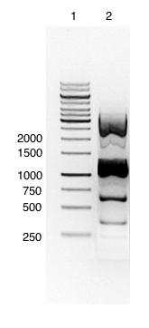 3.3.1 Isolering av arsg Ved bruk av PCR ble arsg isolert og amplifisert fra A.vinelandii ATCC 12518 som to overlappende fragmenter, som ble kalt arsga og arsgb.
