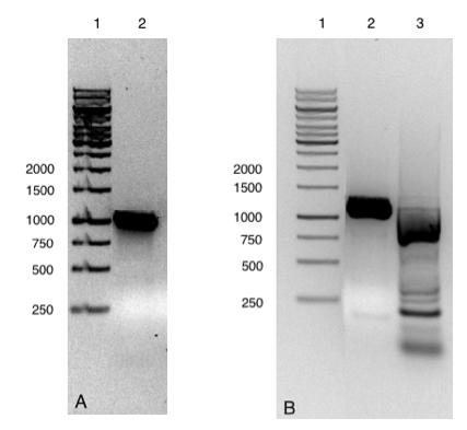 3.4.1 Isolering av arsh Ved bruk av PCR ble arsh isolert og amplifisert fra A. vinelandii ATCC 12518 som to overlappende fragmenter.