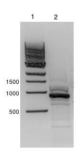 3.6.1 Isolering av arsf Ved bruk av PCR ble arsf isolert og amplifisert fra A. vinelandii ATCC 12518, hvor primerne Gen1NdelF og Gen1NotIR ble benyttet (vedlegg B).