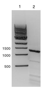 3.7.1 Isolering av arsg Ved bruk av PCR ble arsg isolert og amplifisert fra A. vinelandii ATCC 12518, hvor primerne Gen2NdelF og Gen2NotIR ble benyttet (vedlegg B).