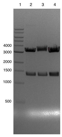 Figur 3.35, Verifisering av pmd117. Brønn 2-4: NdeI-NotI-kuttet pmd117 (forv. 3,2 kb + 1,3 kb). Fragmenter av forventet størrelse ble observert i hos samtlige av de testkuttede plasmidene (figur 3.