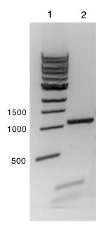 3.8.1 Isolering av arsh Villtype-genet arsh ble isolert og amplifisert fra A. vinelandii ATCC 12518 ved PCR, hvor primerne Gen3NdelF og Gen3NotIR ble benyttet (vedlegg B).