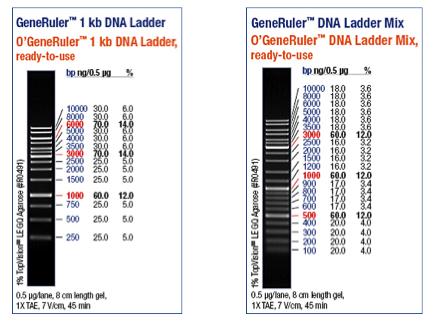 Vedlegg A: DNA-standarder Ved separasjon av DNA-fragmenter ved agarose gelelektroforese ble