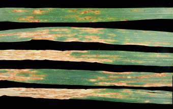 Havrebrunflekk Rødbrune flekker/striper Overvintrer på planterester og såkorn Tiltak: