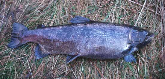 umoden fisk som vandrer frem og tilbake mellom ferskvann og sjø, ble registrert men ikke tatt med i regnskapet over gytefisk.
