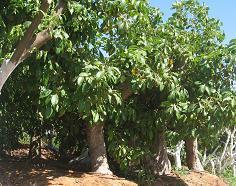 אגוז המלבר Bombax Glabra בומבאסה עץ בנוני עד גדול שמוצאו בדרום