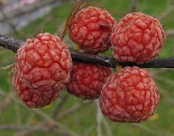 Maclura tricuspidata צ'ה )תות סיני( תותיים זהו עץ שמקורו