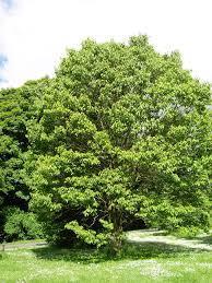 העץ עמיד ברוח ובתנאי קרקע ואקלים קשים.