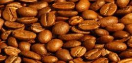 Theobroma cacao קסוה קקאו חלמיתיים מוצאו של הקקאו הוא