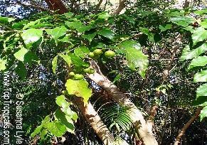 Prunus salicina שזיף וורדיים עץ נשיר ממשפחת הורדיים